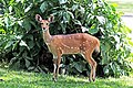 Tragelaphus sylvaticus (cat) Female