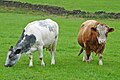 Bos taurus (cat) - Cattle breeds (cat)