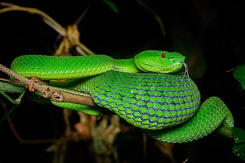 Trimeresurus popeiorum, by Rushenb