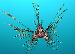 Pterois volitans