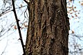... Robinia pseudoacacia