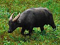 Bubalus mindorensis (cat)