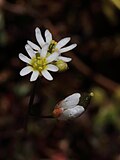 Frühlings-Hungerblümchen, Draba verna