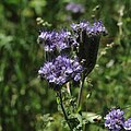... Phacelia tanacetifolia