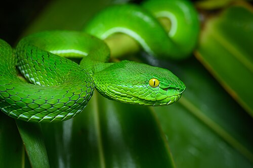 Trimeresurus gumprechti, female, by Rushenb