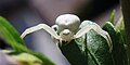 Veränderliche Krabbenspinne, Misumena vatia