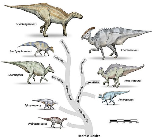 Family tree of the Hadrosauroidea, by Debivort