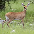 Raphicerus campestris (cat) Female