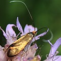 Skabiosen-Langhornmotte, Nemophora metallica