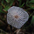 ... Coprinopsis lagopus