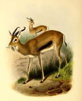 Eudorcas tilonura (cat)