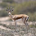 Gazella dorcas (cat)