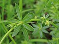 Galium