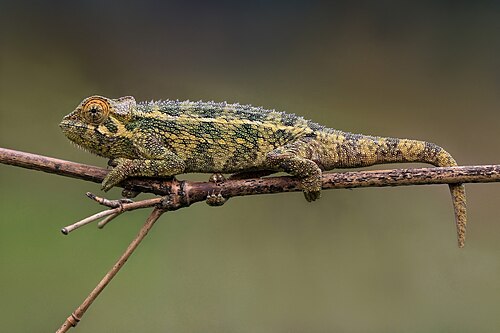 Coarse chameleon, by Charlesjsharp