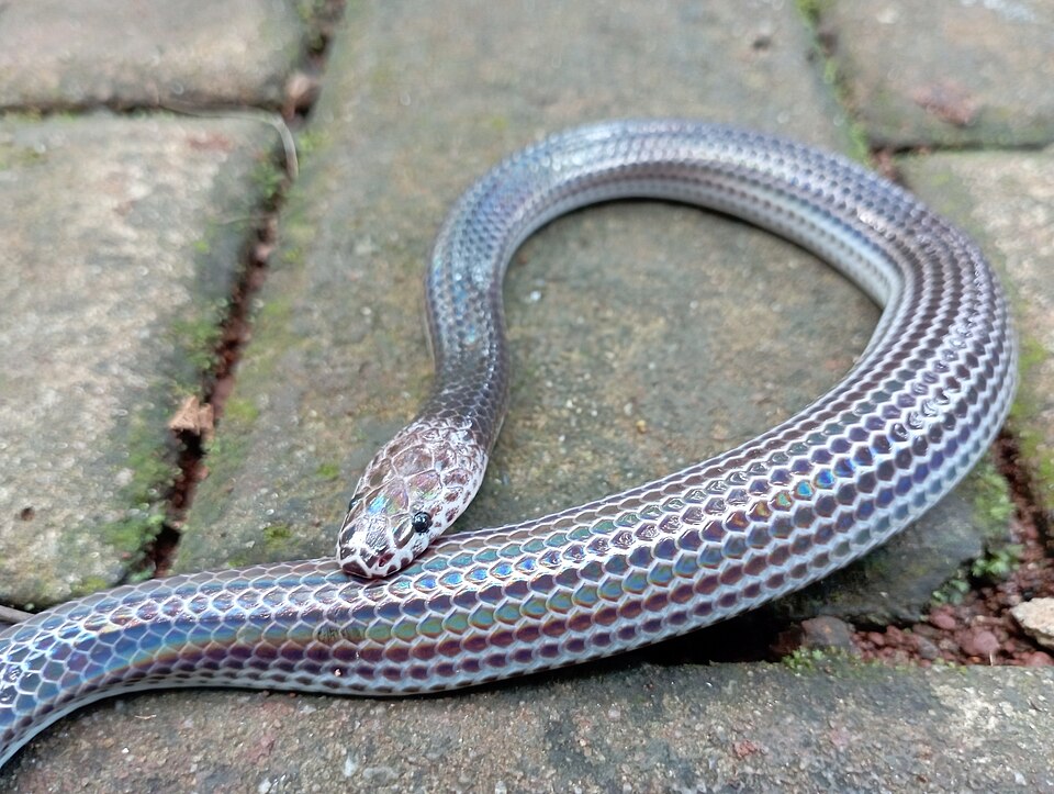 File:Xenopeltis unicolor 297959179.jpg