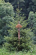 2017 Fichte, Picea abies