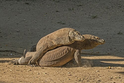 Komodo dragon