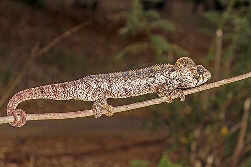 Malagasy giant chameleon, by Charlesjsharp
