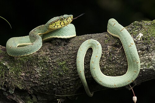 Bothrops bilineatus, by Renato Augusto Martins