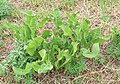 Meerrettich, Armoracia rusticana