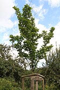 1992 Bergulme, Ulmus glabra