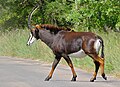 Hippotragus niger (cat) Female