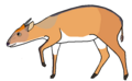 Cephalophus leucogaster (cat)