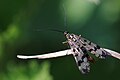 Skorpionsfliege ? male