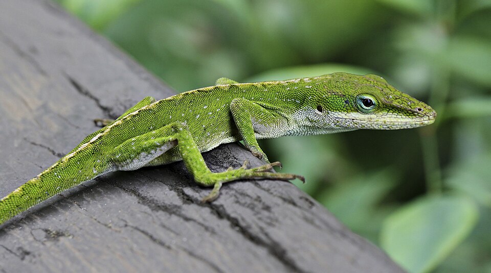 Anolis carolinensis, by Phirst