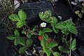 Wald-Erdbeere Fragaria vesca