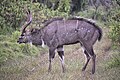 Tragelaphus buxtoni (cat) Male