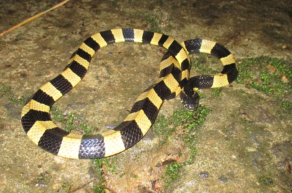 File:Banded krait @ Cat Tien National Park.jpg