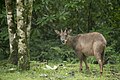Capricornis swinhoei (cat)