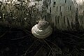 ... Fomes fomentarius