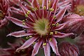... Sempervivum