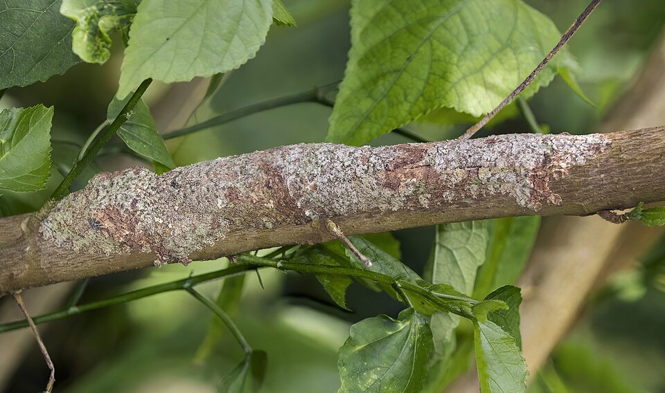Uroplatus sikorae, hidden on branch, by Charlesjsharp