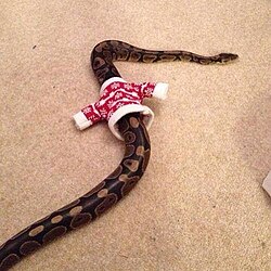 "Feliz Natal -serpente -snake -natal -christmas (15963223068).jpg", uploaded by User:Telaneo