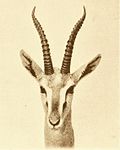 Eudorcas albonotata (cat)