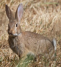 European rabbit