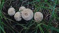 Flaschen-Stäublinge Lycoperdon perlatum
