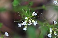 ... Cardamine hirsuta
