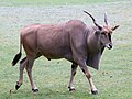 Taurotragus oryx (cat)