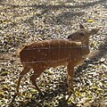 Tragelaphus scriptus (cat) Female