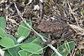Erdkröte ...