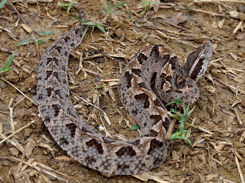 File:Callos rhodos 120610-0645 krw.jpg