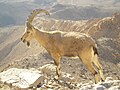 Capra nubiana (cat)