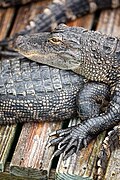 "Gator love (4670299658).jpg", uploaded by User:Russavia/User:File Upload Bot (Magnus Manske)