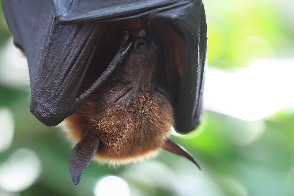 File:Wilhelma Kalong-Flughund Pteropus vampyrus 0521.jpg