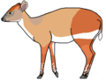 Cephalophus adersi (cat)