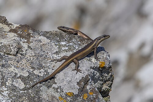 Trachylepis striata, by Charlesjsharp